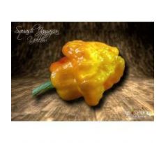 Sazenice Squash Jamaican Yellow