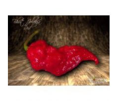 Sazenice Bhut Jolokia Red