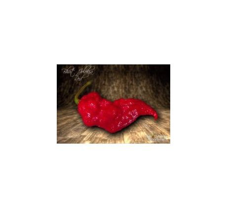 Sazenice Bhut Jolokia Red
