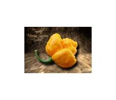 Sazenice Trinidad Moruga Scorpion Yellow