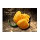 Sazenice Trinidad Moruga Scorpion Yellow