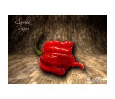 Sazenice Carolina Reaper HP22B