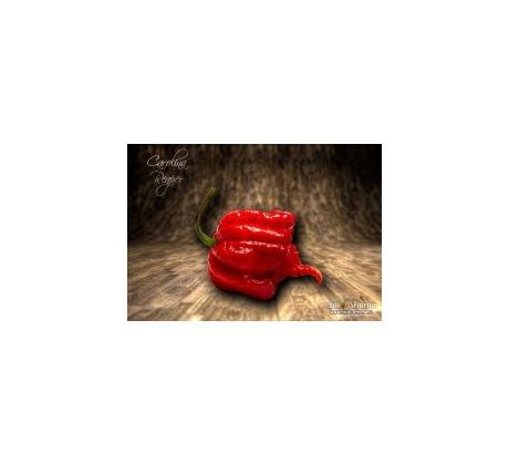 Sazenice Carolina Reaper HP22B