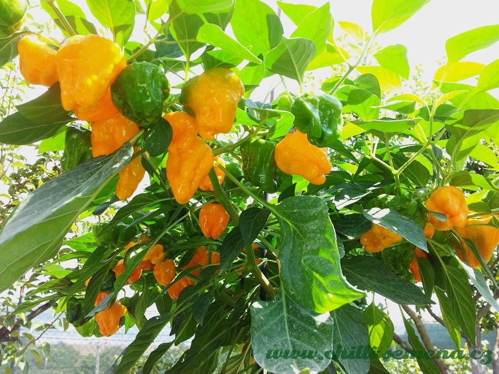 Chilli semena Squash Jamaican Yellow