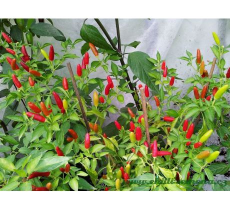 Border Chilli