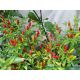 Border Chilli