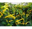 Cayenne Yellow