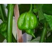 Trinidad Scorpion Butch T