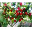 Trinidad Scorpion Butch T