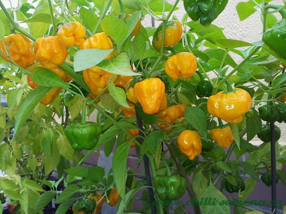 Chilli semena Squash Jamaican Yellow