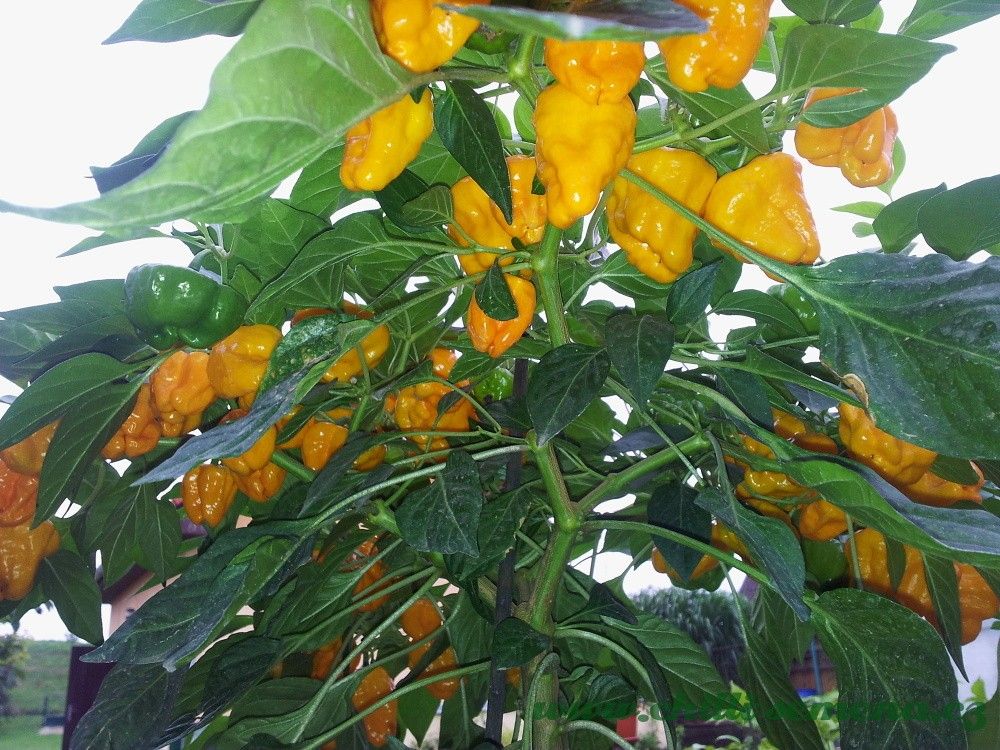 Chilli semena Squash Jamaican Yellow