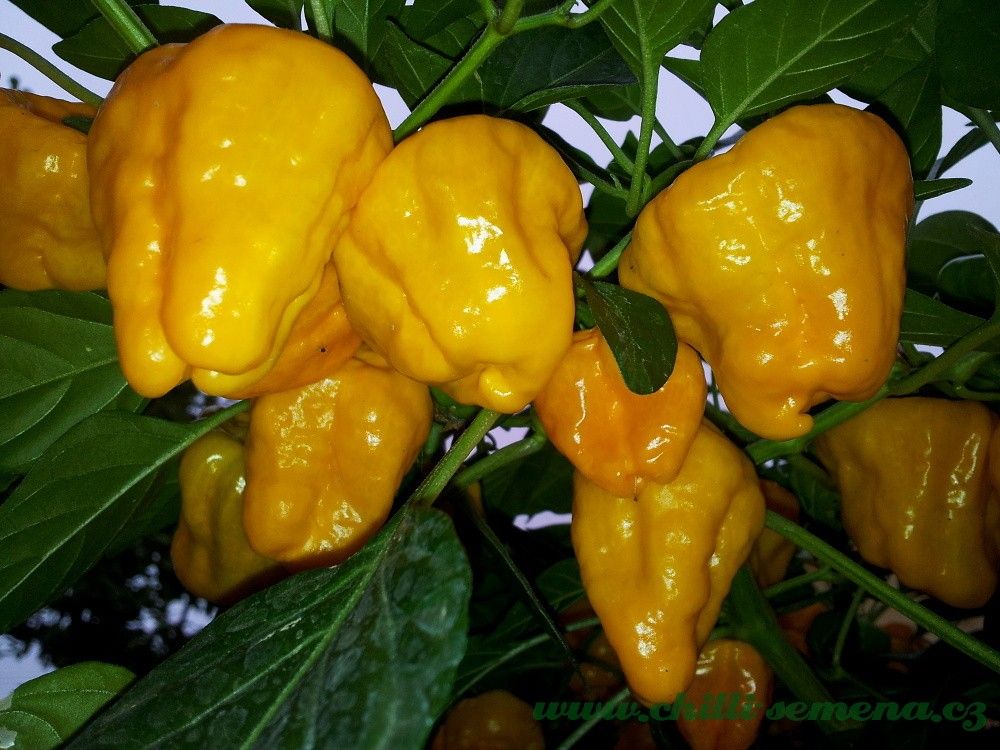 Chilli semena Squash Jamaican Yellow