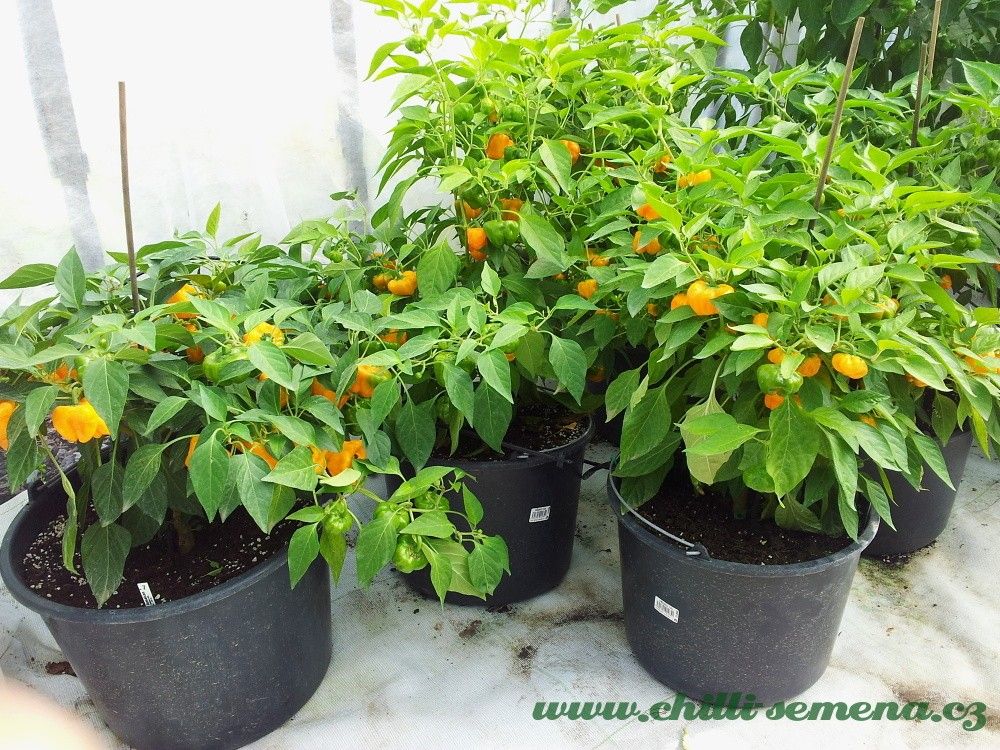 Chilli semena Squash Jamaican Yellow