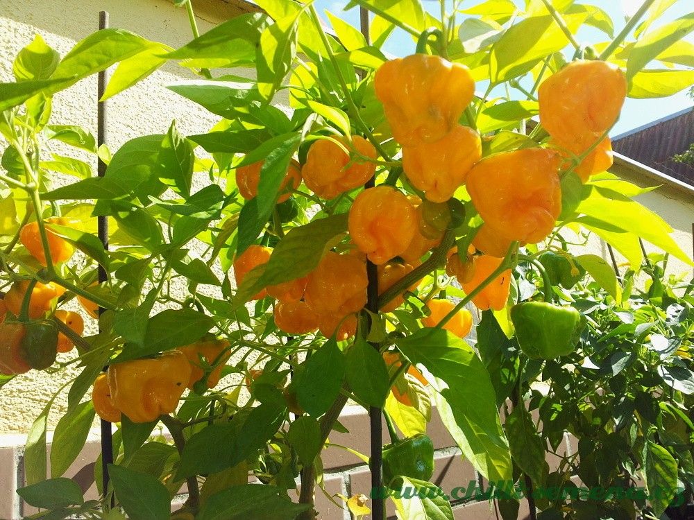 Chilli semena Squash Jamaican Yellow