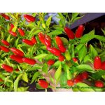 Chinese Ornamental
