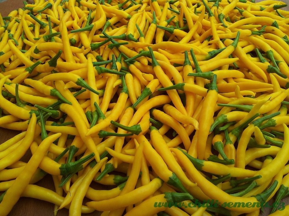 Chilli semena Cayenne Yellow