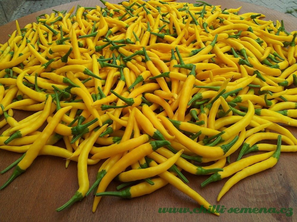 Chilli semena Cayenne Yellow