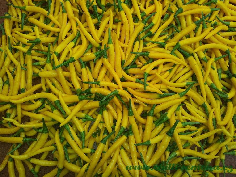 Chilli semena Cayenne Yellow