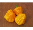 Squash Jamaican Yellow