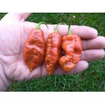 Brown Bhutlah