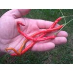 Spaghetti Chilli
