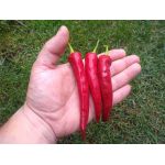 Cayenne Pepper Red