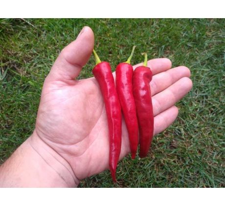 Cayenne Pepper Red