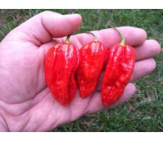 Naga Morich