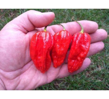 Naga Morich