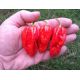 Naga Morich