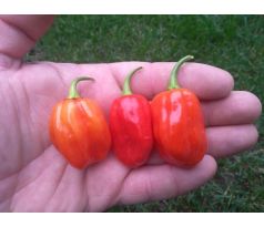 Habanero Vietnam