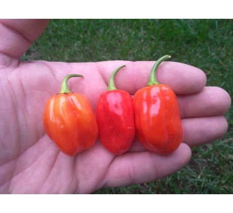 Habanero Vietnam