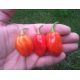 Habanero Vietnam