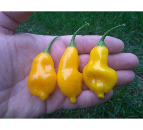 Aji Fantasy Yellow