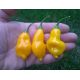 Aji Fantasy Yellow