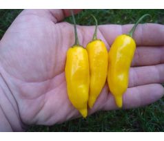 Aji Habanero