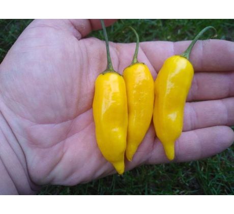 Aji Habanero