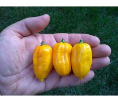 Sazenice Habanero Yellow