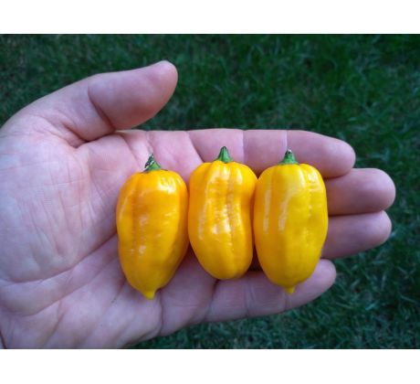 Sazenice Habanero Yellow