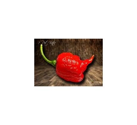Sazenice 7 Pot Katie