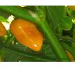 Bhut Jolokia Yellow