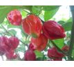 7 Pot Chaguanas