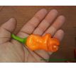 Peter Penis Pepper Orange