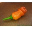 Peter Penis Pepper Orange