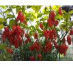 Bhut Jolokia Red