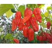 Bhut Jolokia Red