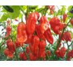 Bhut Jolokia Red