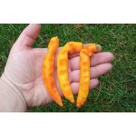 Aji Ahuachapau