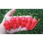 Big Red Mama