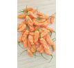 Bhut Jolokia Peach